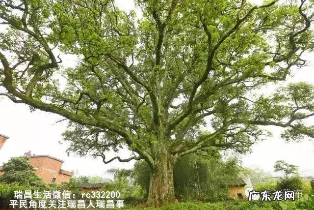 桂花泡水喝竟有6个害处 桂花泡水喝的9大禁忌苦槠