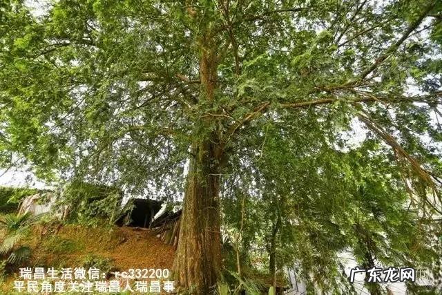 桂花泡水喝竟有6个害处 桂花泡水喝的9大禁忌苦槠