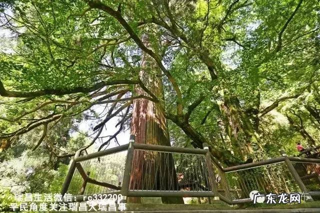 桂花泡水喝竟有6个害处 桂花泡水喝的9大禁忌苦槠