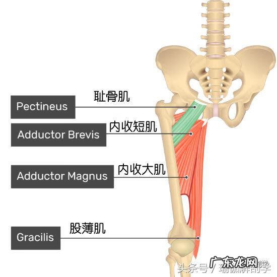 耻骨在什么地方图片 耻骨是在哪个部位图片
