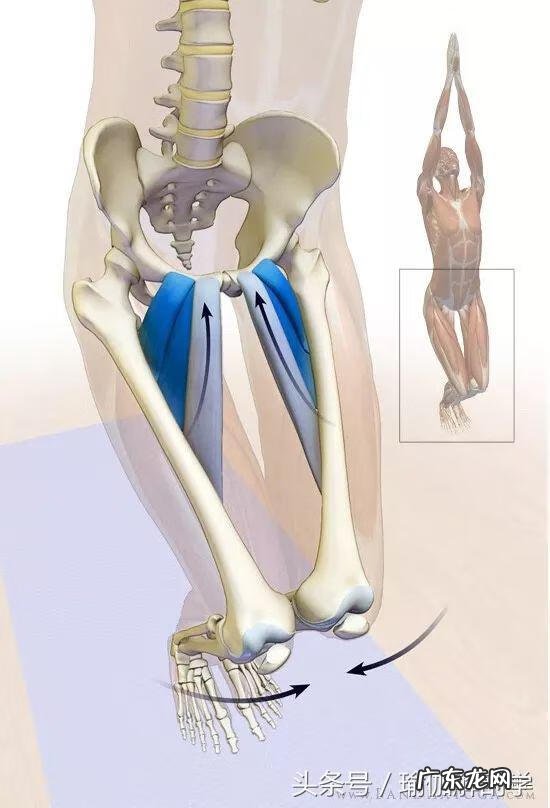 耻骨在什么地方图片 耻骨是在哪个部位图片