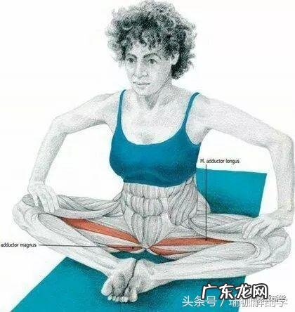 耻骨在什么地方图片 耻骨是在哪个部位图片