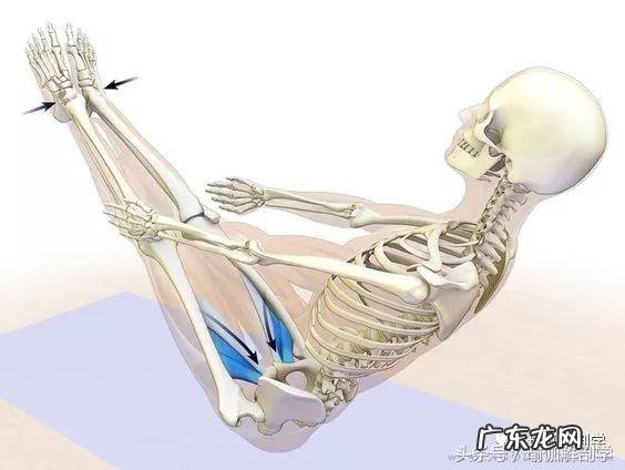 耻骨在什么地方图片 耻骨是在哪个部位图片