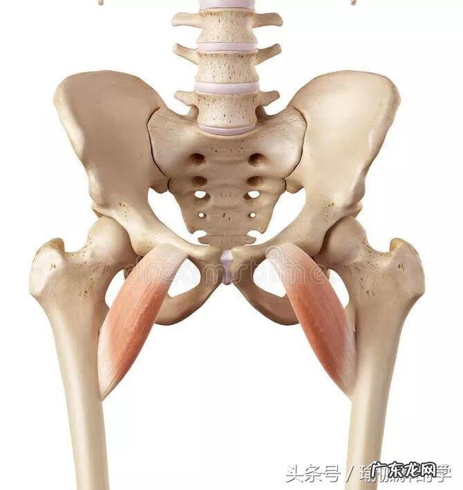 耻骨在什么地方图片 耻骨是在哪个部位图片