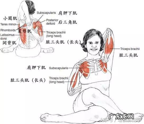耻骨在什么地方图片 耻骨是在哪个部位图片