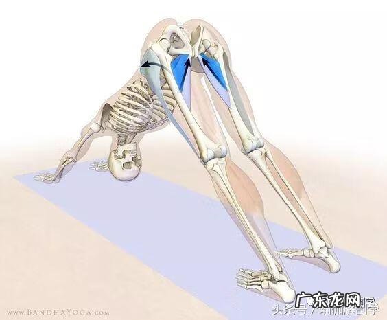 耻骨在什么地方图片 耻骨是在哪个部位图片