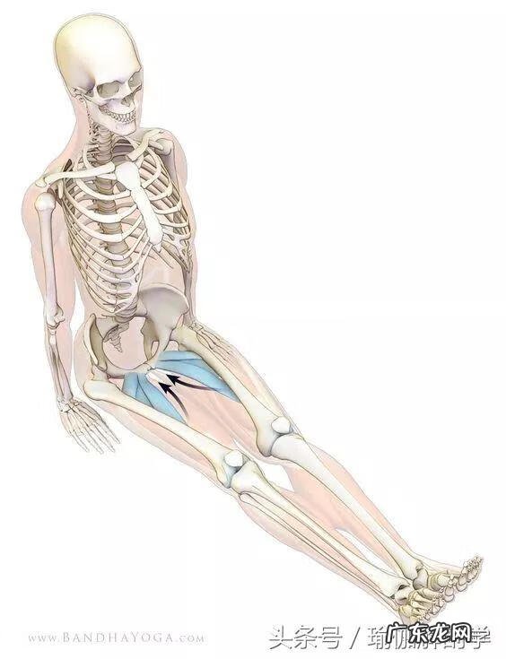 耻骨在什么地方图片 耻骨是在哪个部位图片