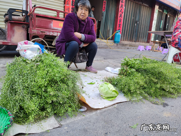 三月三煮鸡蛋的草学名 三月三煮鸡蛋的是什么草