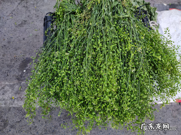 三月三煮鸡蛋的草学名 三月三煮鸡蛋的是什么草