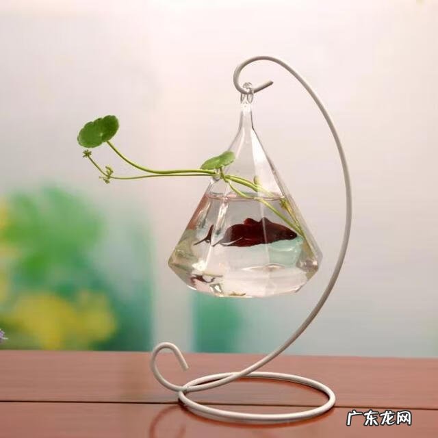 鱼缸有裂纹不漏水 鱼缸有裂纹怎么处理