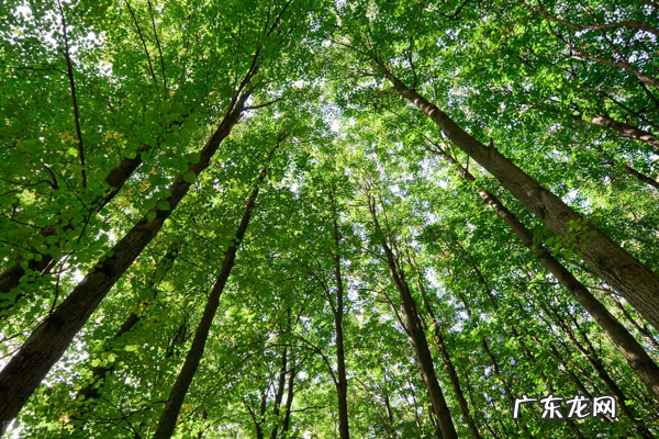 剑兰对风水的影响 杨柳树风水