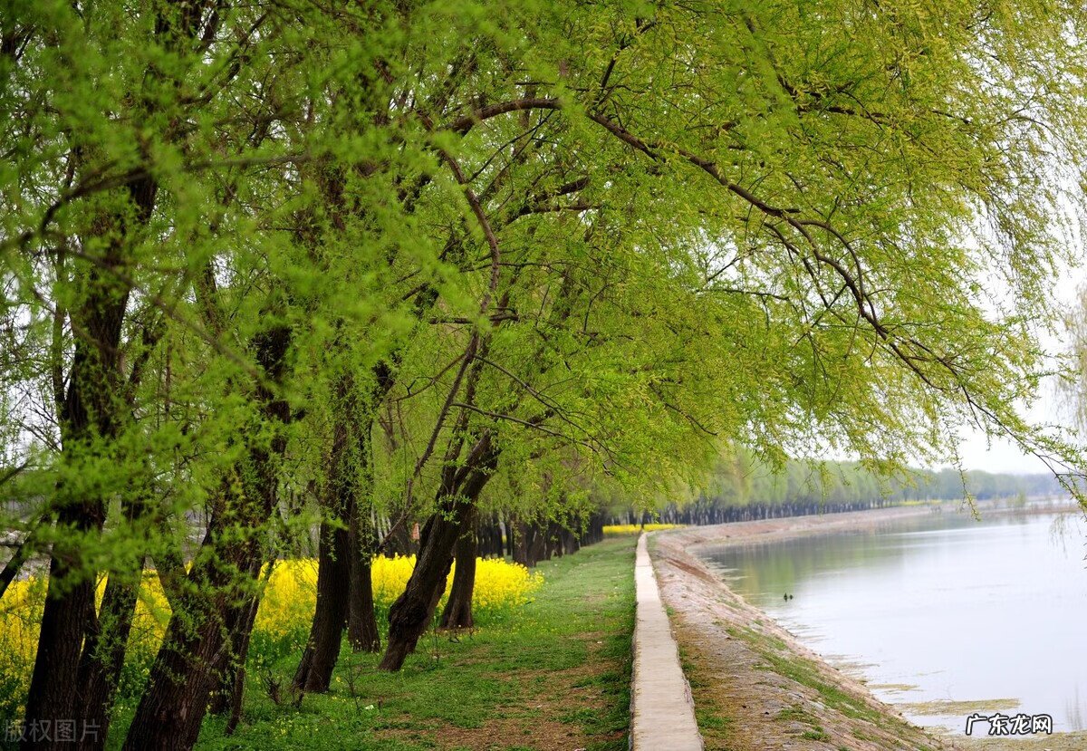 剑兰对风水的影响 杨柳树风水
