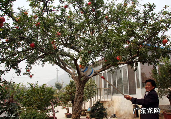 石榴花的寓意和象征风水 石榴花的风水禁忌 石榴花的风水作用