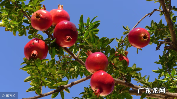 石榴花的寓意和象征风水 石榴花的风水禁忌 石榴花的风水作用