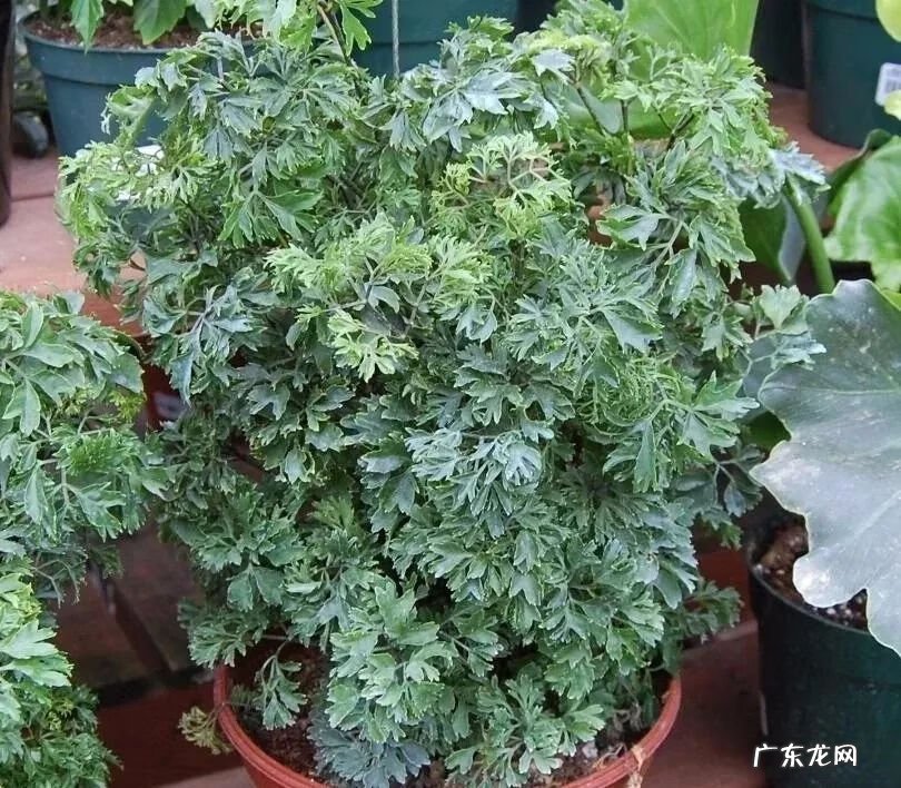 裂叶福禄桐 裂叶福禄桐的剪枝方法