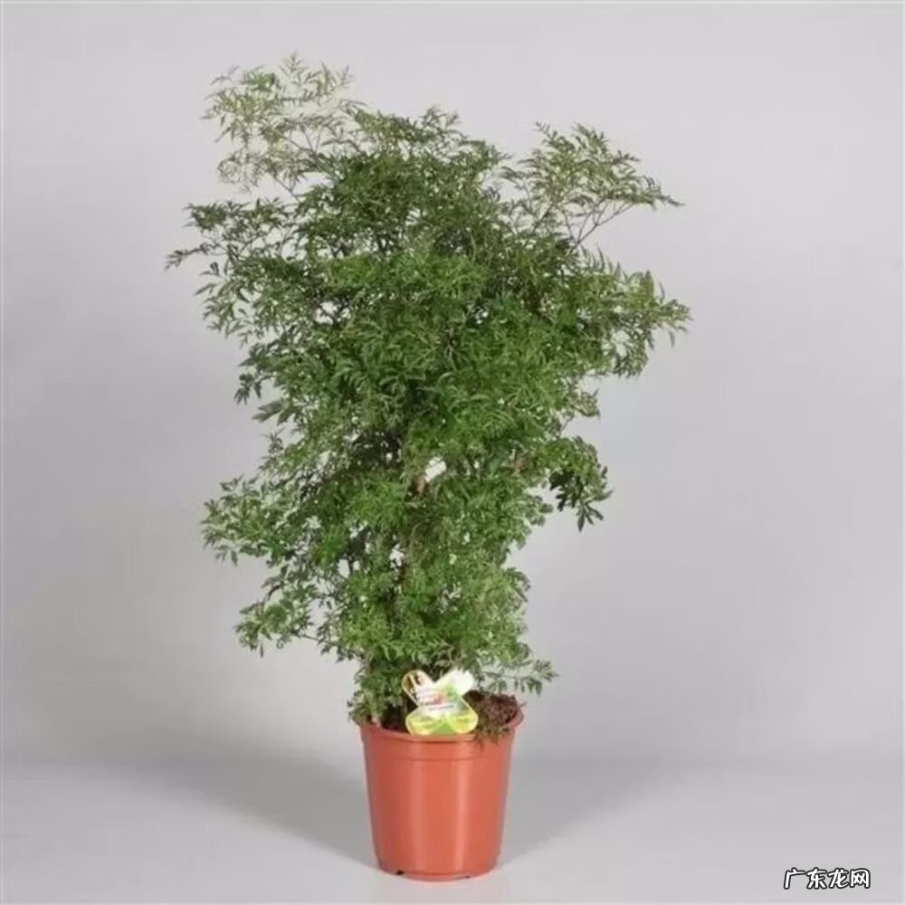 裂叶福禄桐 裂叶福禄桐的剪枝方法