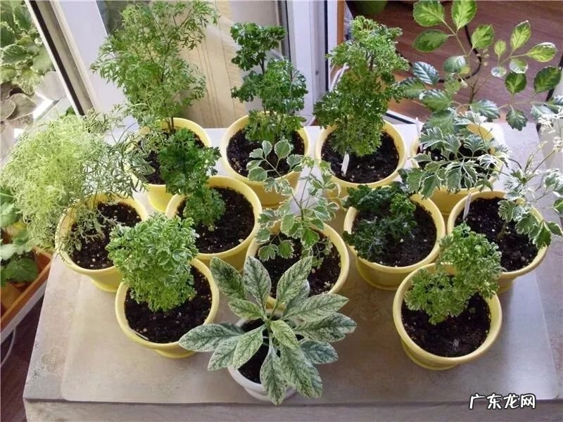 裂叶福禄桐 裂叶福禄桐的剪枝方法