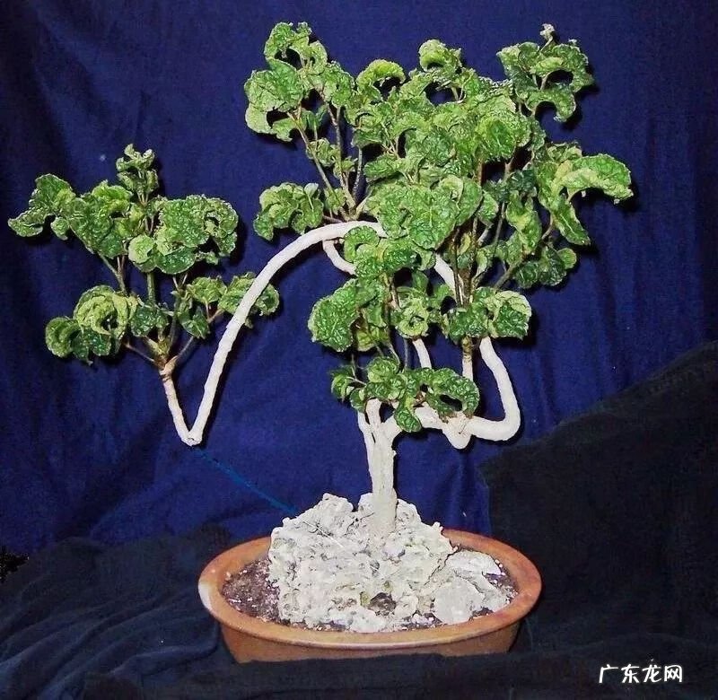 裂叶福禄桐 裂叶福禄桐的剪枝方法