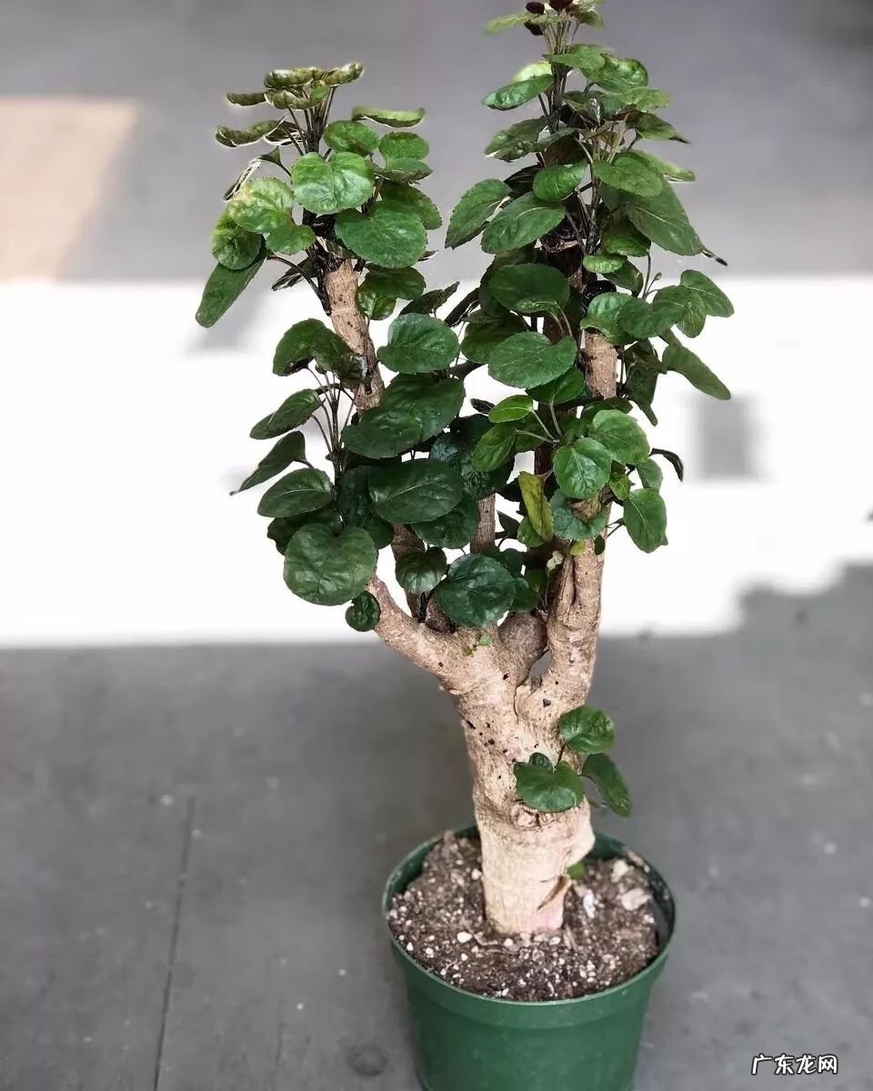 裂叶福禄桐 裂叶福禄桐的剪枝方法