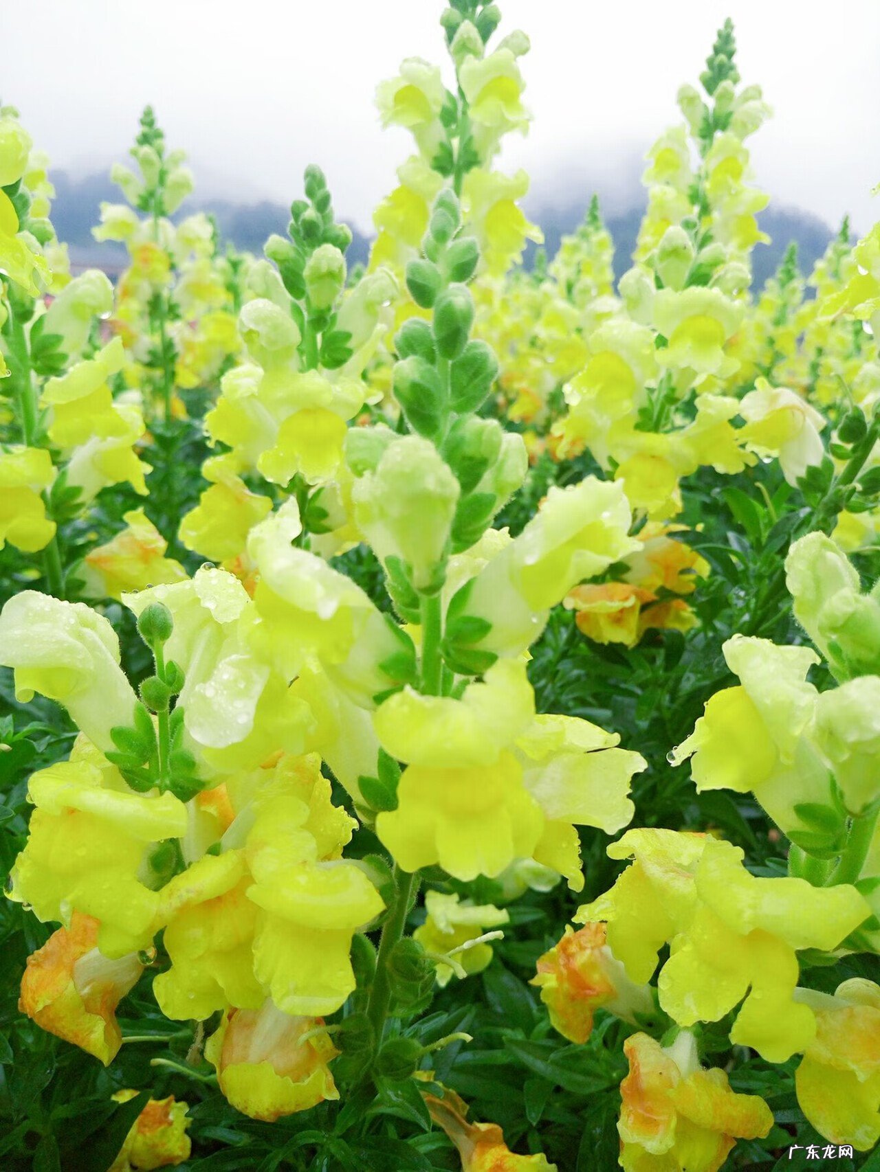 梧州风水师傅 梧州市哪个楼盘风水好