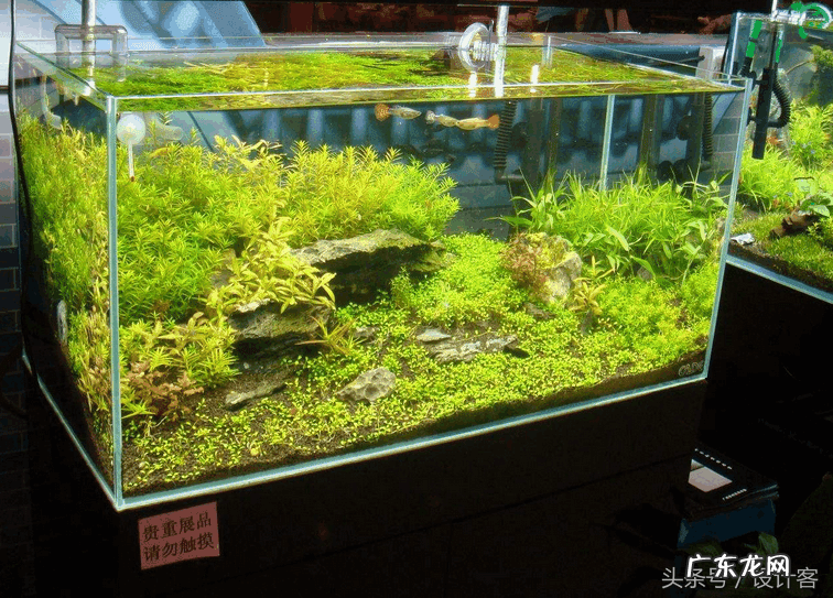 金鱼缸怎么布置 金鱼缸风水位置