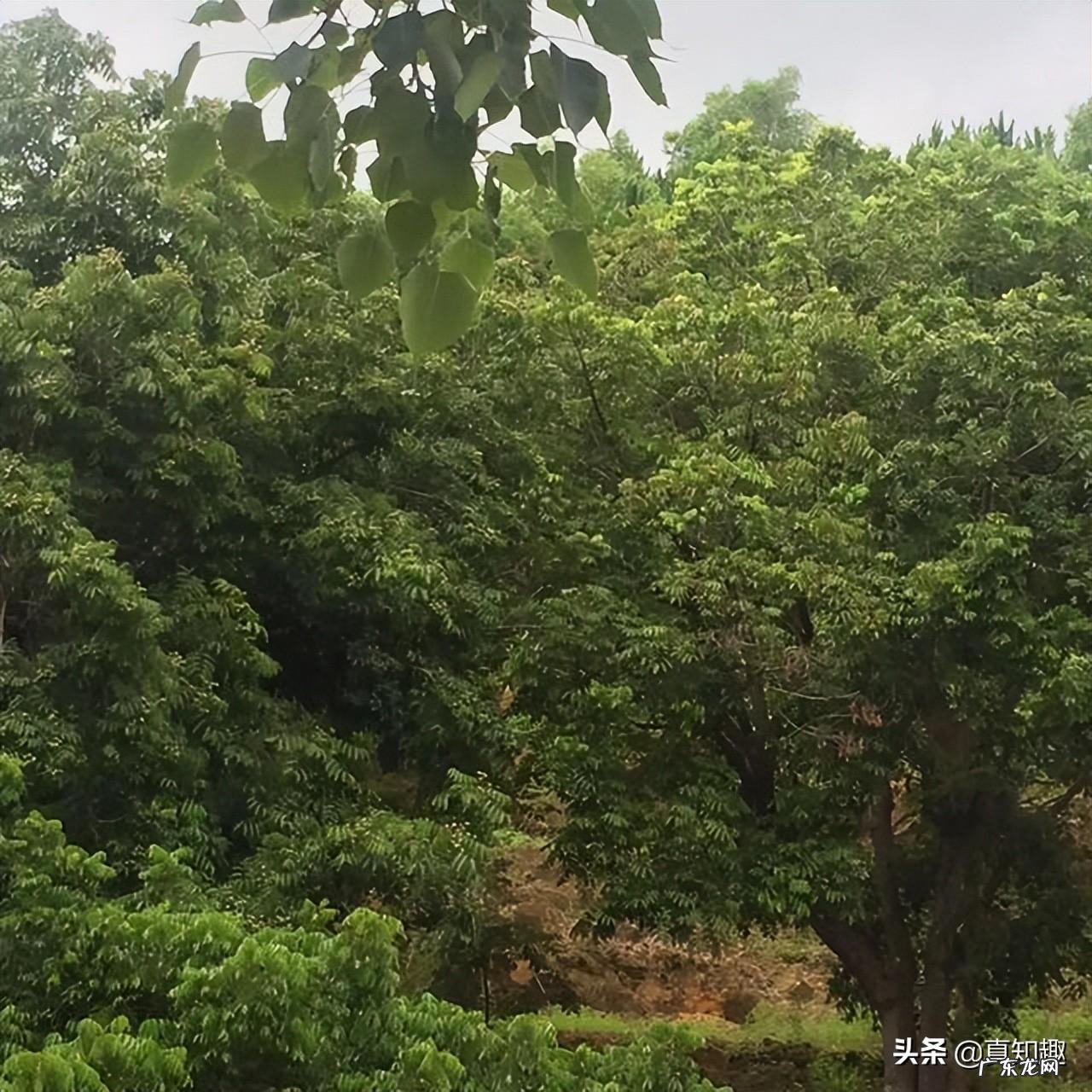 你就必须拜谒一位风水真师吗