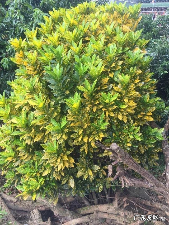 你就必须拜谒一位风水真师吗