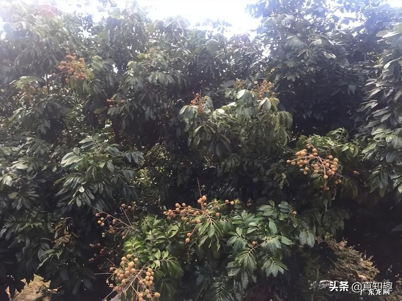 你就必须拜谒一位风水真师吗