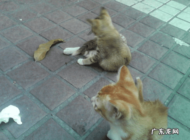 姐弟住楼上楼下有讲究吗风水 兄妹住楼上楼下风水好吗