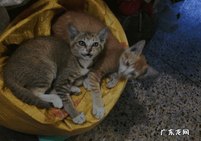 姐弟住楼上楼下有讲究吗风水 兄妹住楼上楼下风水好吗