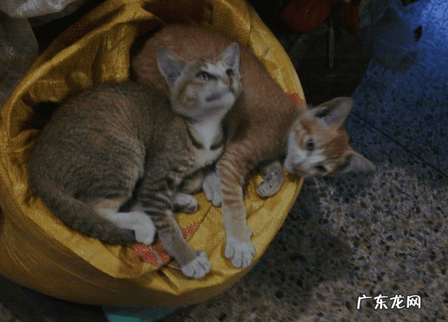 姐弟住楼上楼下有讲究吗风水 兄妹住楼上楼下风水好吗