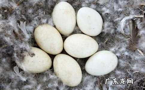 孕妇鹅蛋怎么吃最好 孕妇吃鹅蛋好吗不是