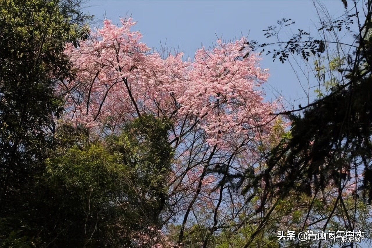 金钱树的风水属性 带金字的树有哪些