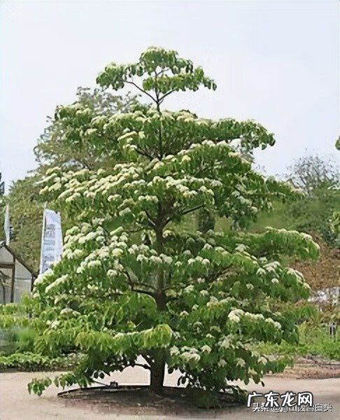金钱树的风水属性 带金字的树有哪些