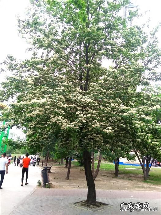 金钱树的风水属性 带金字的树有哪些