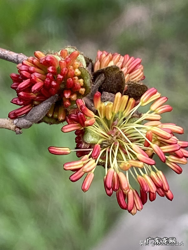 金钱树的风水属性 带金字的树有哪些