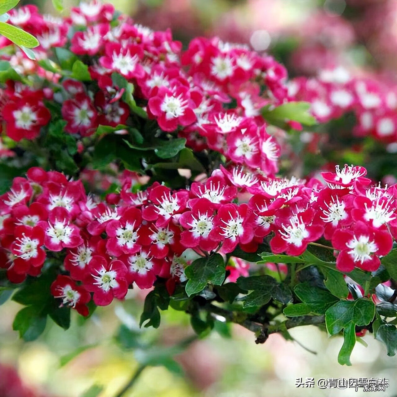 金钱树的风水属性 带金字的树有哪些