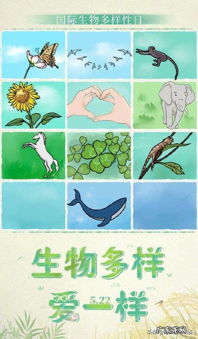 金钱树的风水属性 带金字的树有哪些