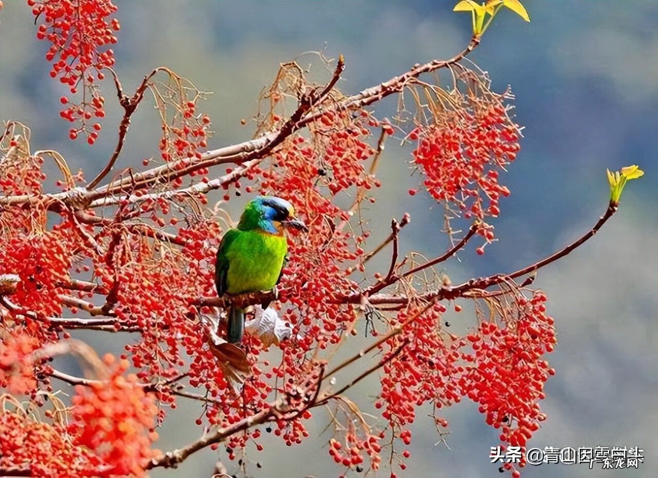 金钱树的风水属性 带金字的树有哪些