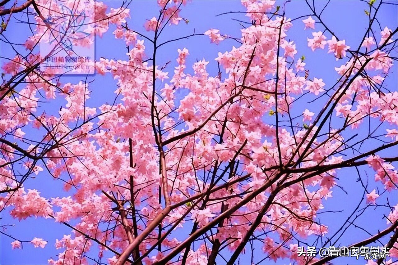 金钱树的风水属性 带金字的树有哪些