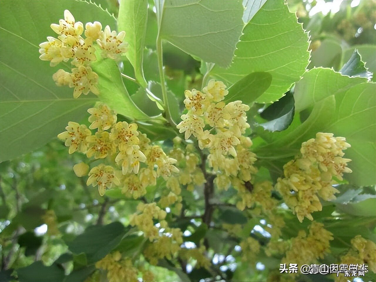 金钱树的风水属性 带金字的树有哪些