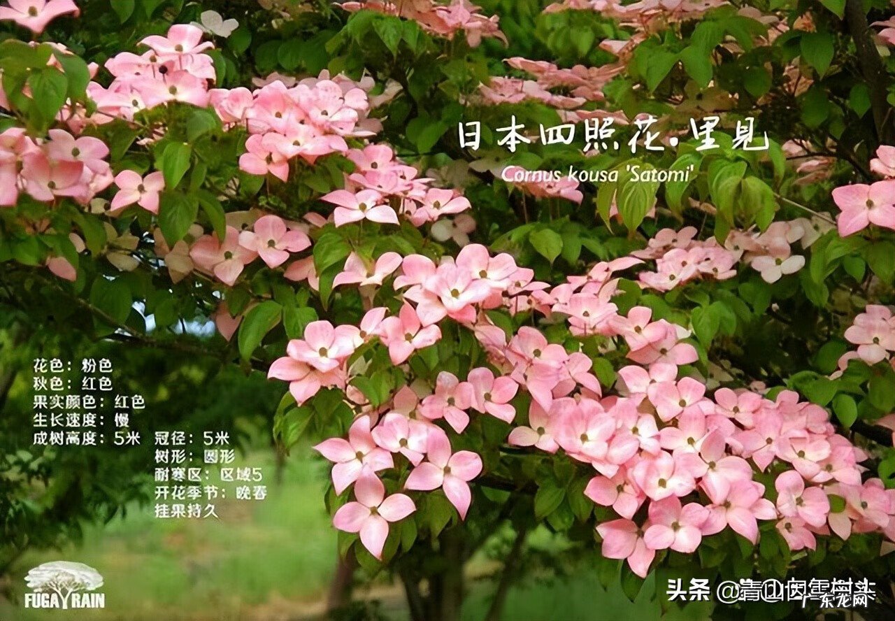 金钱树的风水属性 带金字的树有哪些