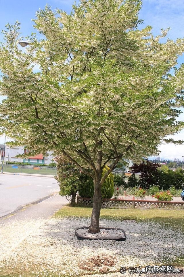 金钱树的风水属性 带金字的树有哪些