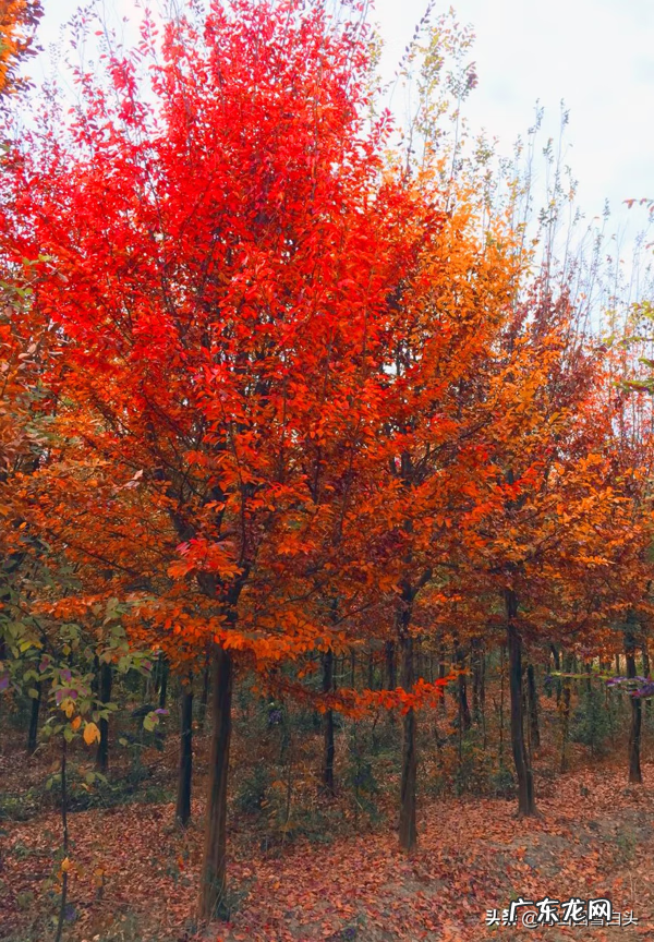 金钱树的风水属性 带金字的树有哪些