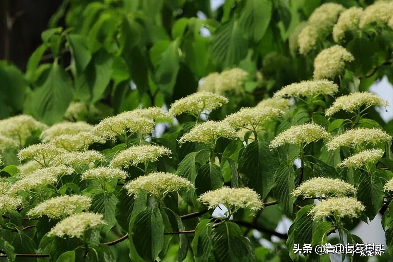金钱树的风水属性 带金字的树有哪些