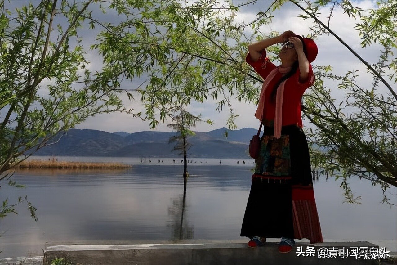 金钱树的风水属性 带金字的树有哪些