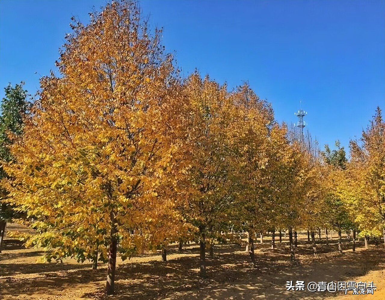 金钱树的风水属性 带金字的树有哪些