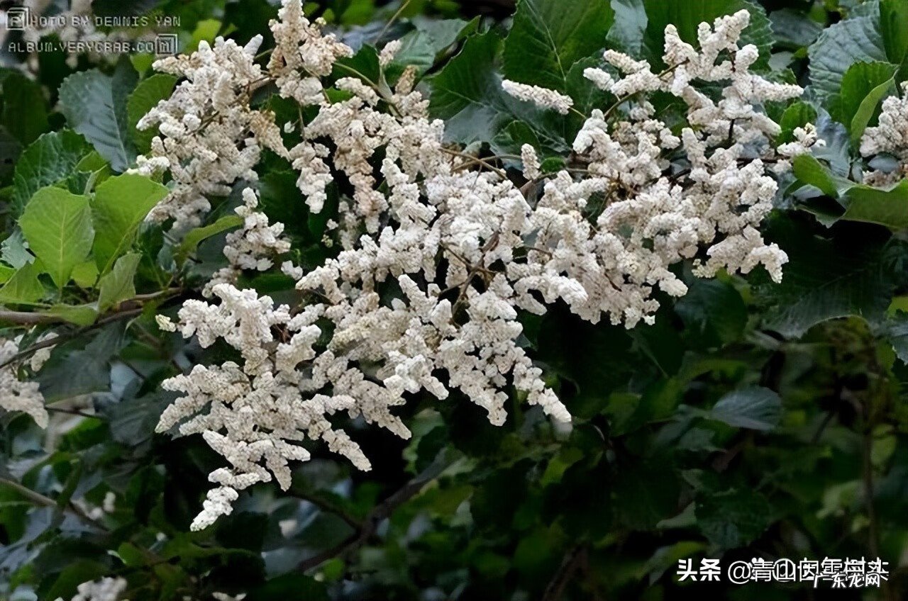 金钱树的风水属性 带金字的树有哪些