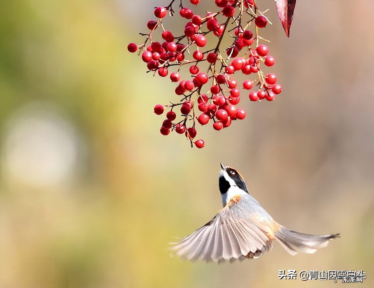金钱树的风水属性 带金字的树有哪些