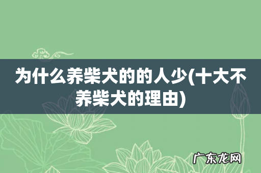 十大不养柴犬的理由 为什么养柴犬的的人少